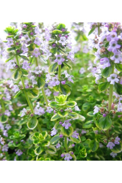 Чебрець Золотий Лимон цвітіння